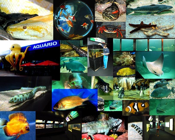 Imagens do Aquário Aqua Mundo, no Guarujá