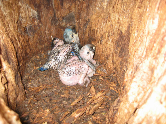 araras 1 - filhotes no ninho