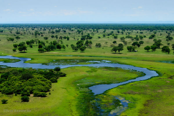 Pantanal - MS