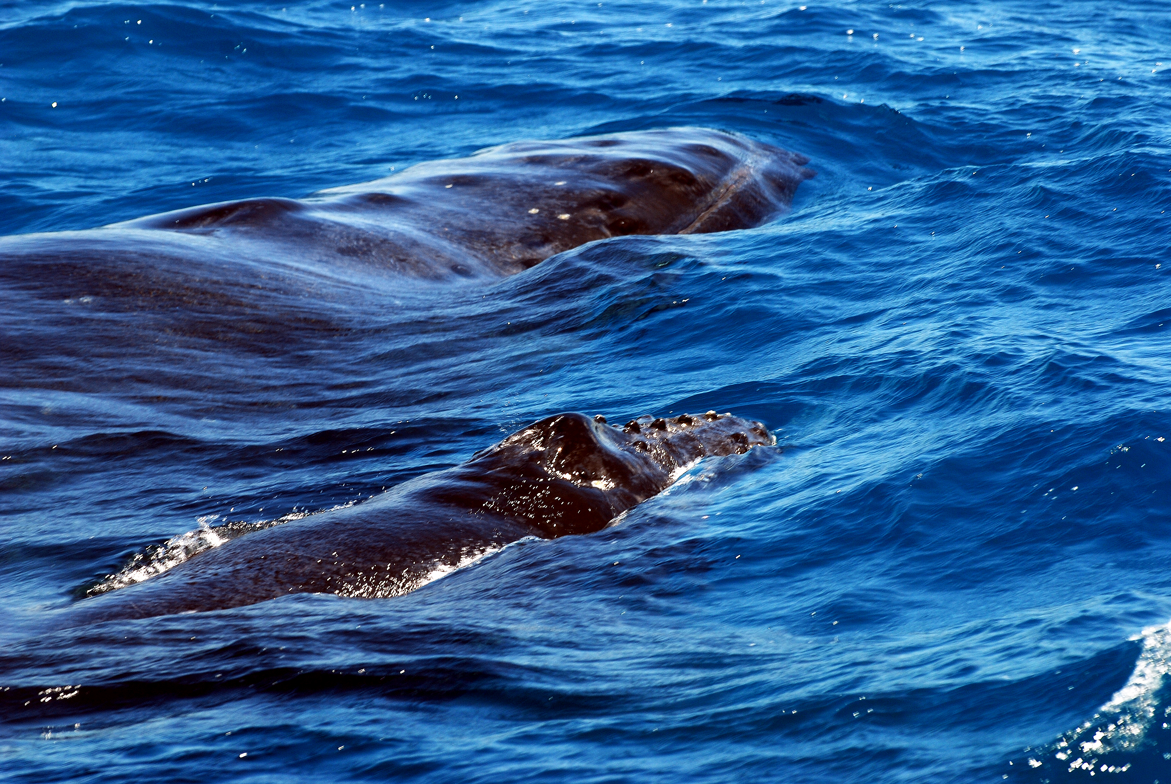 baleia jubarte - mãe e filhote na Bahia.jpg