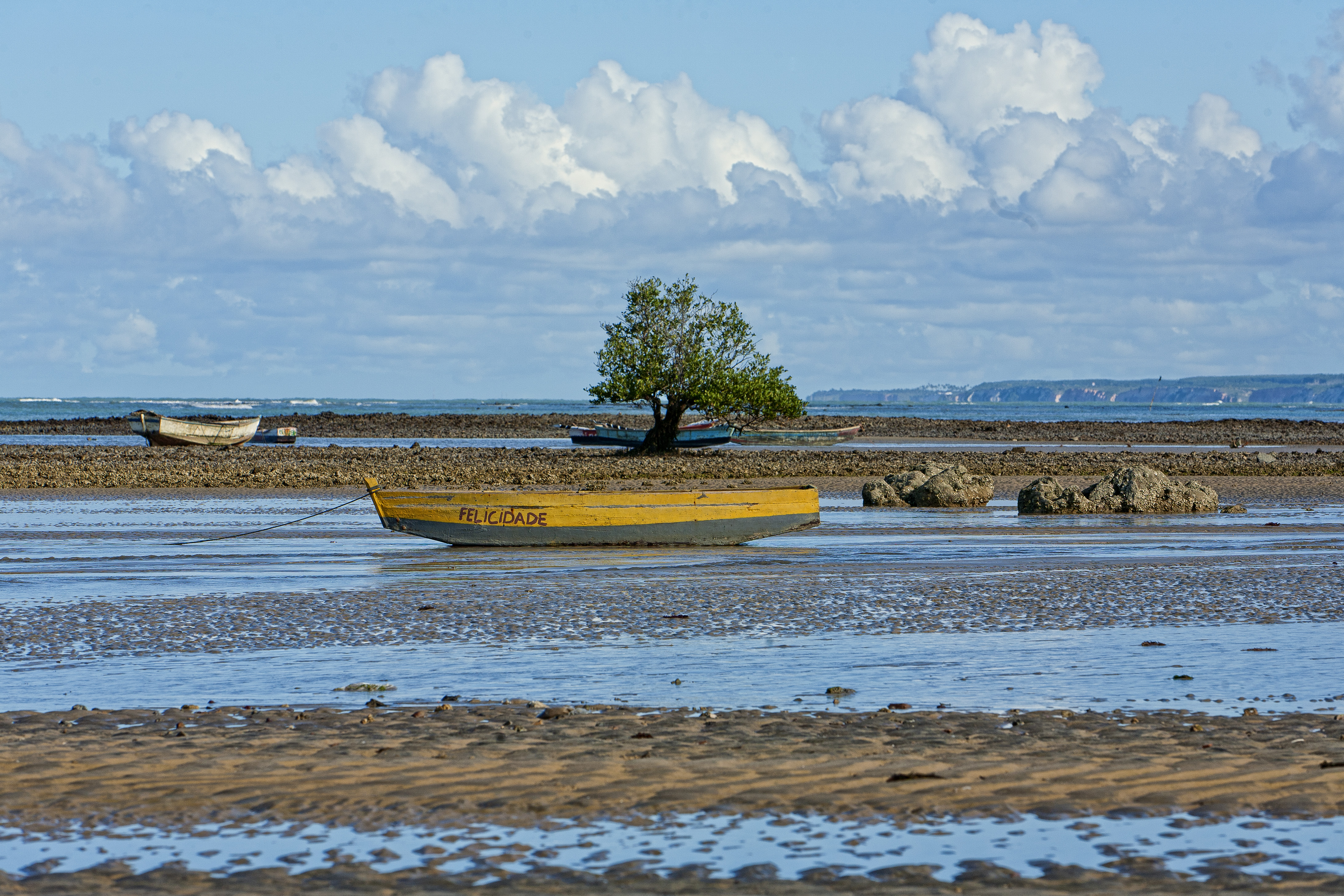 Árvore na maré baixa em Cumuruxatiba - Bahia - Foto Wikimedia.jpg