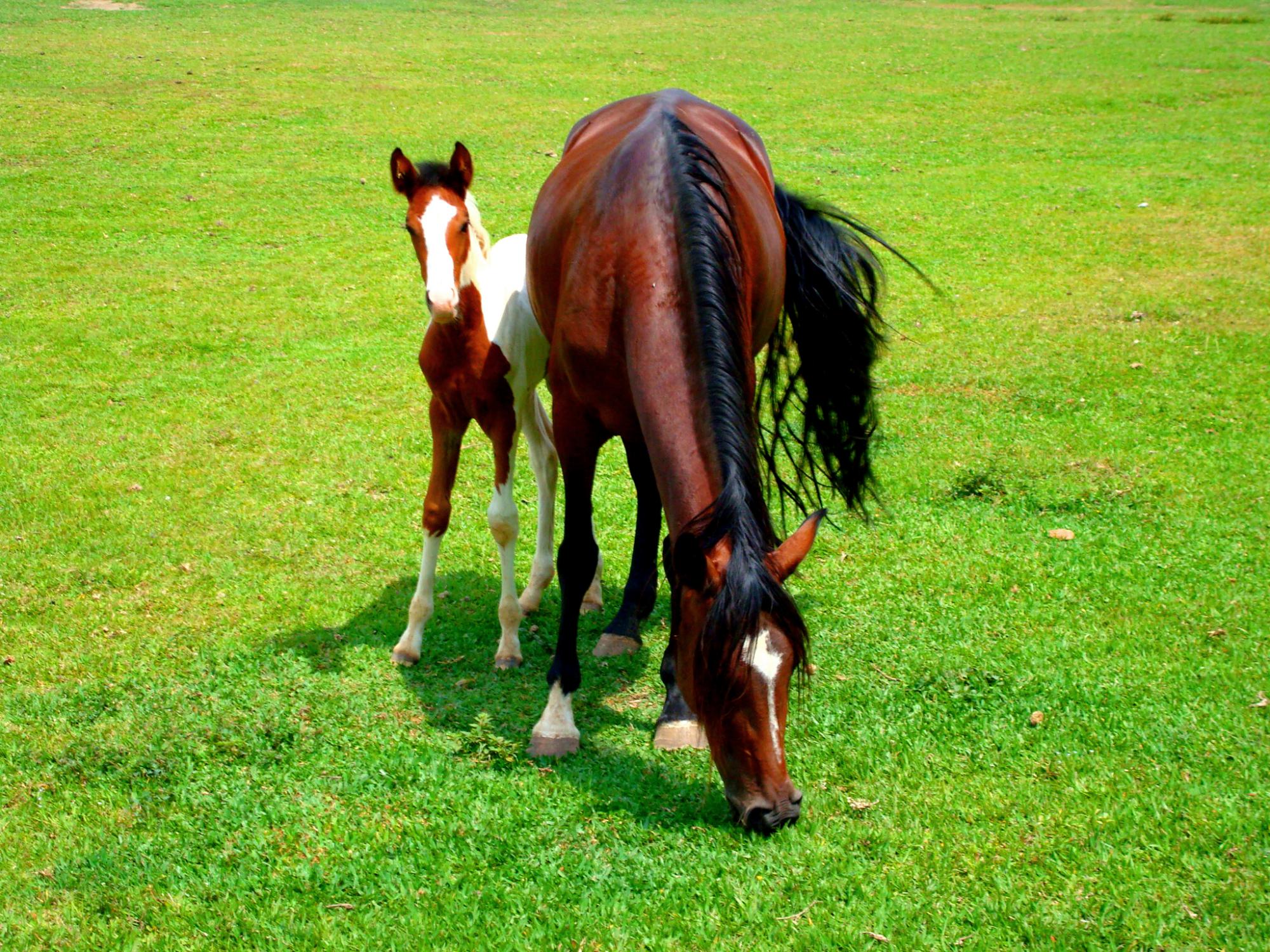 Cavalos - Atibainha