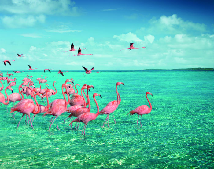 Parque Nacional de Inagua casa de uma das maiores populaes de flamingos do mundo