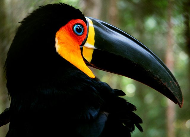 O tucano-de-bico-preto  uma ave tpica das florestas da Mata Atlntica.