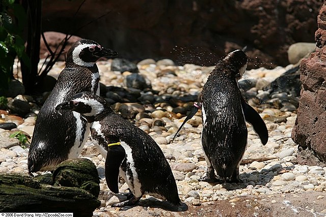 Pinguins-de-Magalhães. Foto de David J. Stang